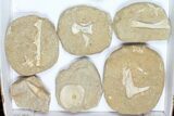 Flat: Cretaceous Marine Vertebrate Fossils - Pieces #96116-1